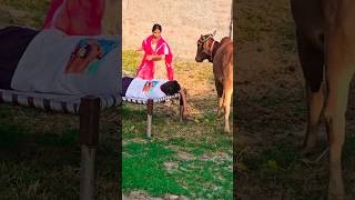 Jai gau Mata Jai shree Krishna 🙏 trending shorts short viral youtubeshorts like foryou new [upl. by Ahsial]