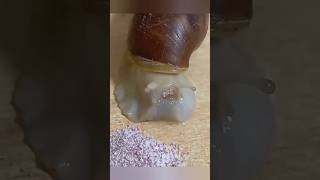 How Snails Eat Their Food timelapse [upl. by Amluz]