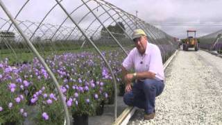 Best Perennials  Scabiosa Butterfly Blue Pincushion Flower [upl. by Bunch]