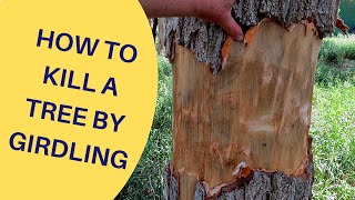 How to Kill a Tree by Girdling 2021 [upl. by Eaj]