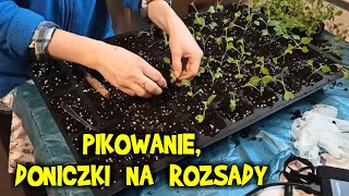 PIKOWANIE najlepsze doniczki do rozsad regał na sadzonki sikorka i truskawki [upl. by Greabe]