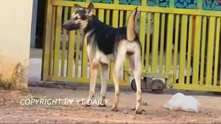 VillageDog Mix Border Collie Vs Golden Appenzeller Sennenhund 01 [upl. by Nonnah]