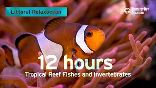 12 Hours Of Tropical Coral Reef Fishes At Monterey Bay Aquarium  Littoral Relaxocean [upl. by Cynthla]