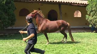 Documental Caballo Peruano De Paso [upl. by Artim486]