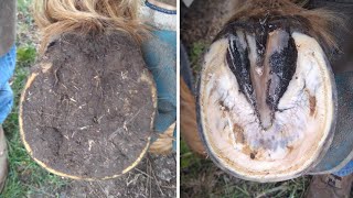 Horse Hoof RESTORATION  Satisfying  HORSE HOOF TRIMMING [upl. by Anma]