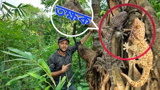 কোটি টাকার তক্ষক নাকি মরণ ফাঁদ  Koti takar Tokkhok  Expensive Gecko  তক্ষক বা হাসপা  Takkhok [upl. by Yeloc568]