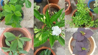 Repotting my new plants youtubevideo plants flowerspottingplants gardening terracegarden [upl. by Carr]