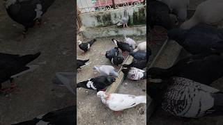 My pigeon total import breed [upl. by Batha831]