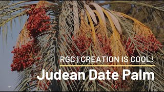 Revival of an Extinct Plant  Judean Date Palm  Creation is Cool [upl. by Vanny]