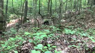 Patterdale terriers hunting [upl. by Regen]