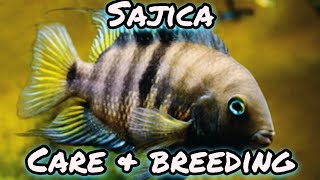 Sajica Cichlid  Care amp Breeding [upl. by Esoj]