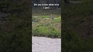 Birds of a Feather Great Blue Heron and Canada Geese [upl. by Fredia]