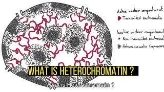 Heterochromatin TypesDifferences Constitutive and Facultative Heterochromatin [upl. by Allen]