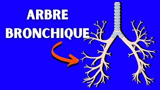 Anatomie de larbre bronchique [upl. by Odetta159]