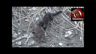 Fang the Mink VS Muskrat in Dry Canal [upl. by Rudd712]