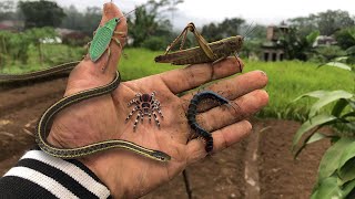 Painful grasshopper claws‼️catch jumping spiders beetles centipedes grasshoppers and snakes [upl. by Hike]