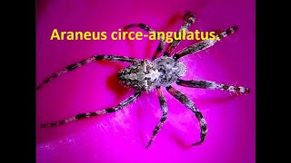 Araneus circe angulatus by Theo [upl. by Adlei41]