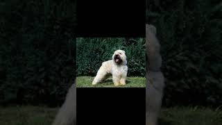 BOUVIER DES FLANDRES DOG  dogbreed  THE LOYAL AND BRAVE PROTECTOR [upl. by Iroc]