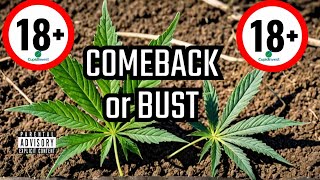 Cannabis Comeback or Canna Bust [upl. by Glennon183]