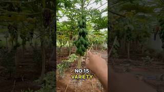 No 15 Papaya farming  Village agriculture  బొప్పాయ పంట [upl. by Yates]