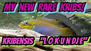 The Fascinating History of Kribensis Pelvicachromis Tenaetius Lokundje  Care amp Info [upl. by Micro]