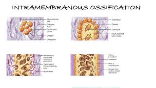 HOW BONES ARE MADE  INTRAMEMBRANOUS AND ENDOCHONDRAL OSSIFICATION [upl. by Rocher]