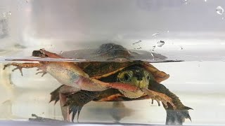 Turtle devours live Frog [upl. by Lemaj]