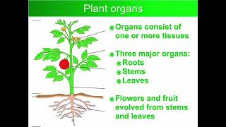 Gr 10 LS Plant organs [upl. by Jeanette876]