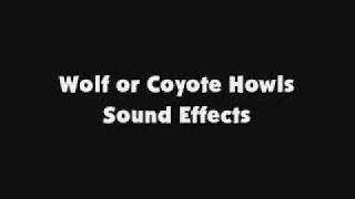 Wolf or Coyote Howls SFX [upl. by Rae]