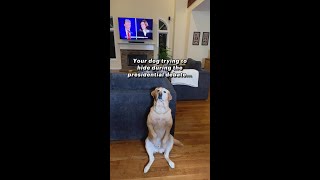 Where was your dog during ther debate [upl. by Lunetta]