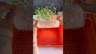 APELAGI NIHHH 😳 plant seed bubblewrap experiment [upl. by Atirma135]