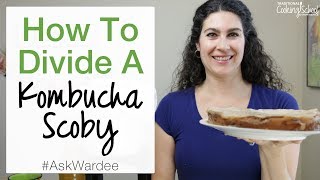 How To Divide A Kombucha Scoby  AskWardee 083 [upl. by Llamaj]