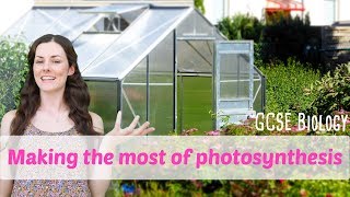 Making the Most of Photosynthesis  GCSE Biology [upl. by Gnot]