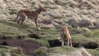 Working Lurchers The calm before the storm [upl. by Enileuqaj]