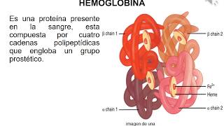 Hemoglobina parte 1 función tipos mioglobina diferencias [upl. by Allsopp]