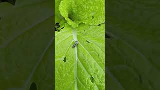 2024年10月10日 死んでいく白菜のヨトウムシ Cutworms dying after spraying 101024 [upl. by Acul]