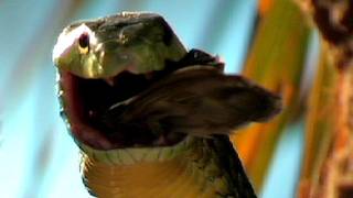 Jamesons Mamba eats Bird 05  Time Lapse Speed x6 [upl. by Hagai]