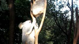 Koalas fighting Brisbane zoo [upl. by Jaimie2]