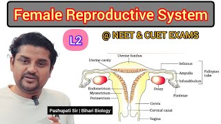 L2 The Female Reproductive System  Human Reproduction class 12  NEET and CUET EXAMS [upl. by Thema]