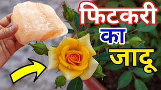 Rose plant growing amp care tipsHow to save rose plantGulabBest Fertilizer for rose plant [upl. by Nnahgaem]