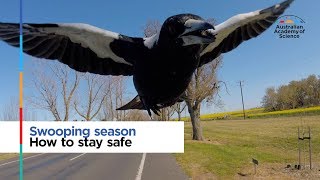 Swooping season How to stay safe [upl. by Wallace941]