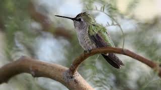 Costas Hummingbird Near the 101 Freeway [upl. by Kleinstein]