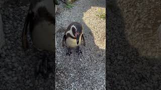 Met Real Life Kowalski From Madagascar penguin kowalski madagascar penguins funny animals [upl. by Swiercz984]