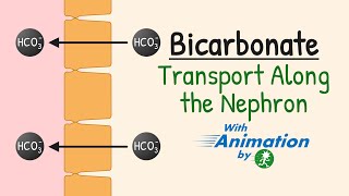 Bicarbonate Reabsorption in the Nephron  Carbonic Anhydrase  AcidBase Balance  Renal Physiology [upl. by Allekim559]