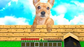 ABBIAMO PRESO UN CANE  MINECRAFT [upl. by Joelle246]