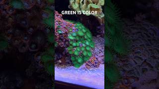 Reef Tank GREEN BUTTON POLYPS Not What You Think reeftank nanoreeftank [upl. by Anisor270]