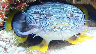 The Splendid Toadfish [upl. by Yenittirb]