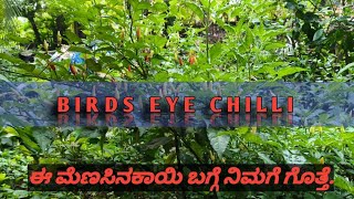 ಹಕ್ಕಿಯ ಕಣ್ಣು ಮೆಣಸಿನಕಾಯಿ Birds eye chilli  ನಿಮಗೆ ಗೊತ್ತೆ ಬಿಳಿ ಮೆಣಸಿನಕಾಯಿ [upl. by Dugan]