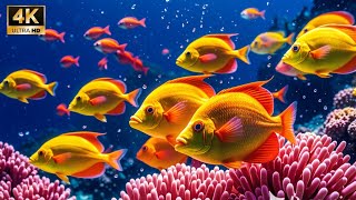 Marvel at Sea Animal in The Best 4K ULTRA HDR AquariumDive Into The Mesmerizing Underwater Realm16 [upl. by Adnovoj]