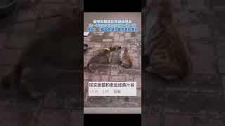 猫和老鼠现实版！猫咪 狗狗 萌宠 猫和老鼠 [upl. by Gifford]